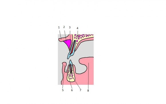Схема органов полости рта в сагитальном разрезе по центральным резцам